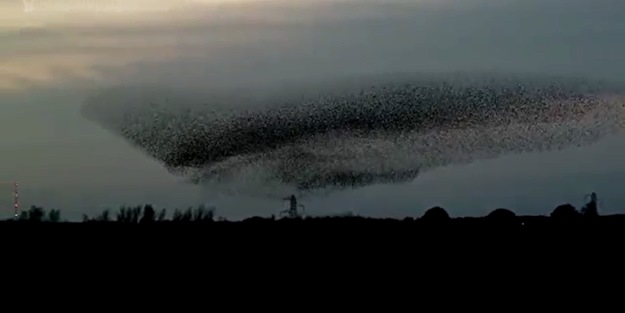 Kuşların gökyüzünde muazzam gösterisi