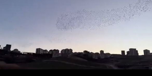 Kuşların görsel şöleni hayran bıraktı