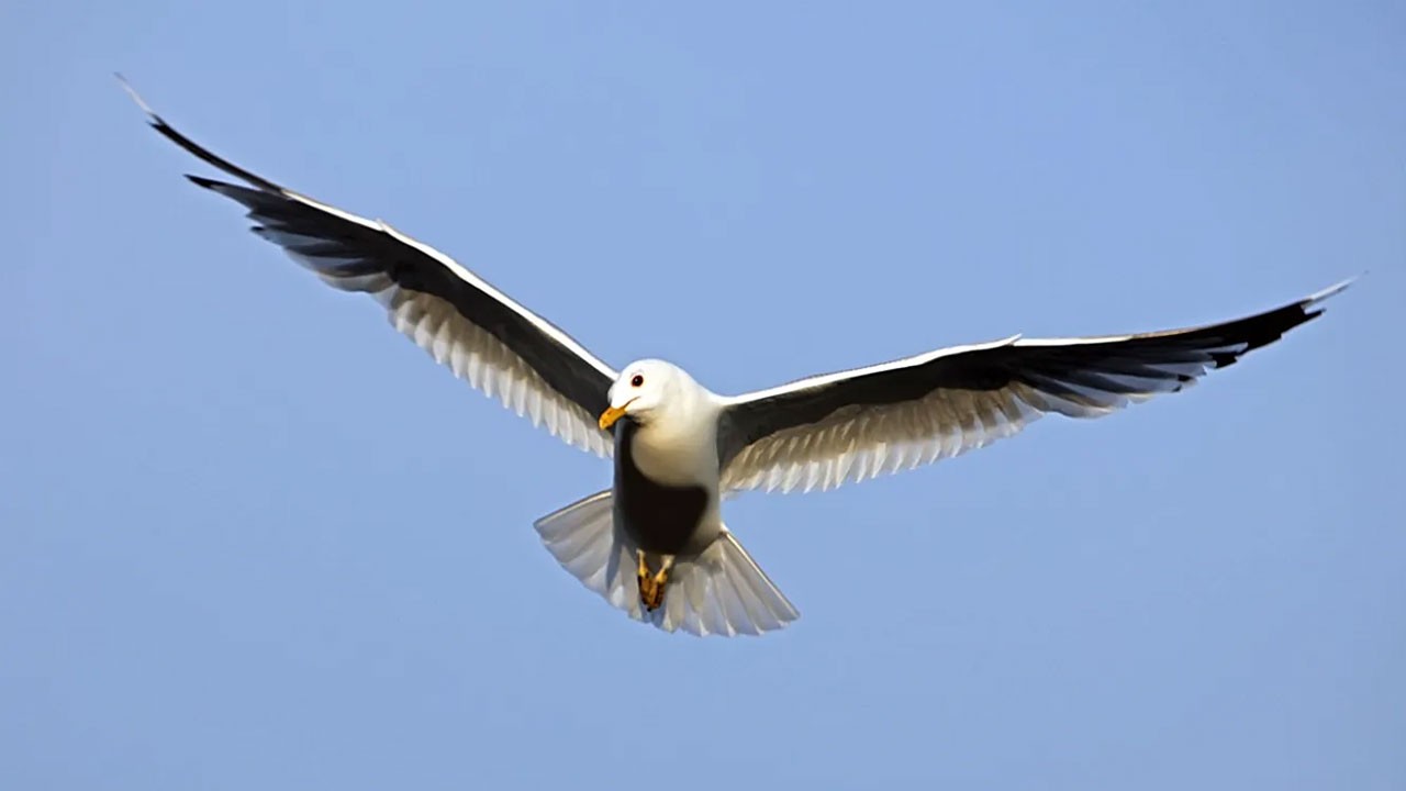 Kuşların ısıyı uzaya gönderdiği ortaya çıktı