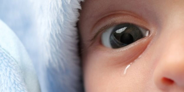 Kuşların ve sürüngenlerin insanlarla aynı gözyaşına sahip olduğu tespit edildi