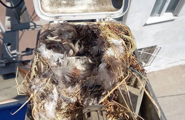 Kuşların yaptığı yuva herkesi şaşırttı