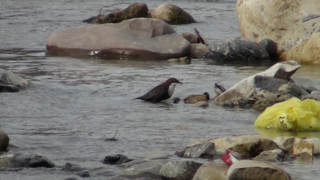 Kuşların zorlu kış mücadelesi!