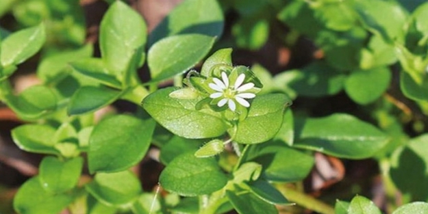 Kuşotu lapası nedir? Nasıl tüketilir?
