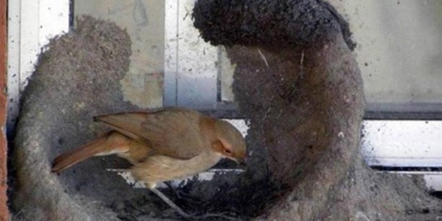 Kuştan mühendislik harikası!