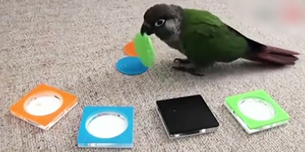 Kuşun şaşırtan zekası - VİDEO