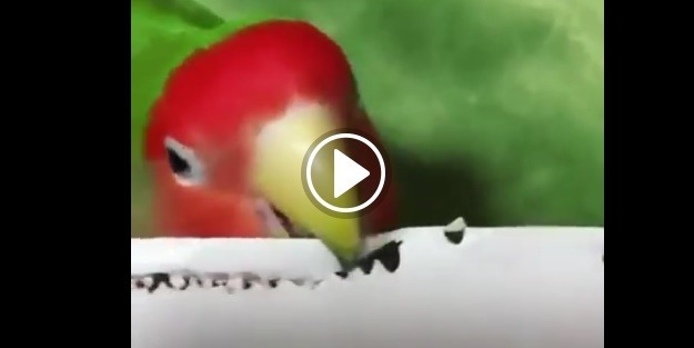 Kuşun zekasına hayran olacaksınız!