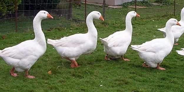 Kütahya kazı büyük rağbet görüyor