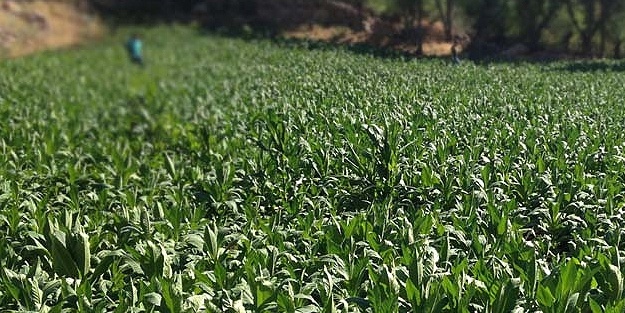 Kütahya Merkez’de 20 bin 361 m2 tarla icradan satılığa çıktı