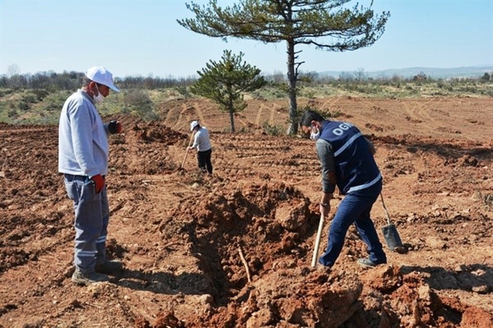 Kütahya Orman Bölge Müdürlüğü gelir getirici meyve dikimine başladı 