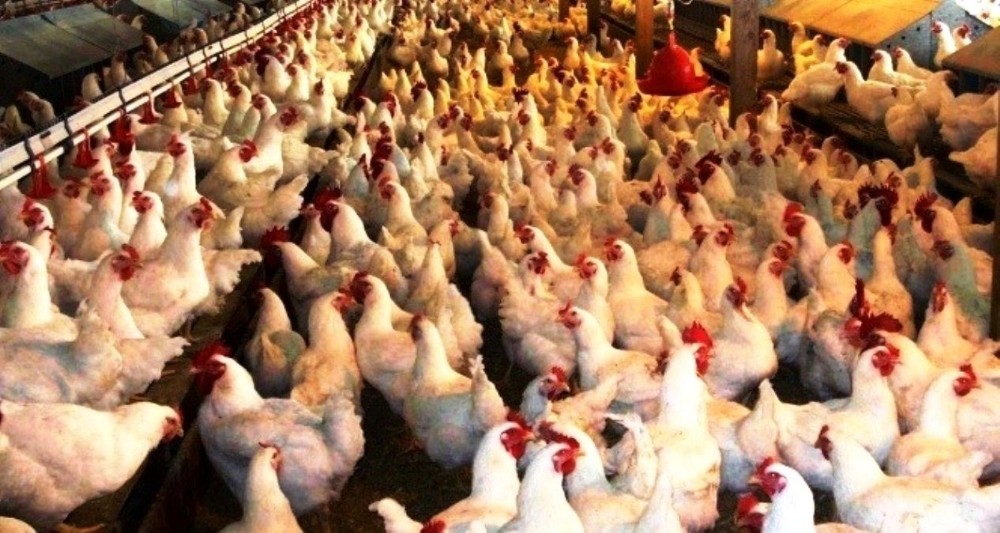 Kütahya’da 1 milyon 527 bin 796 kümes hayvanı bulunuyor 