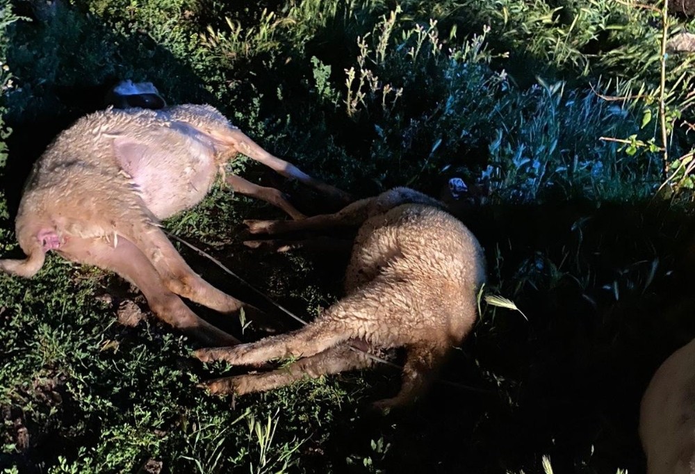 Kütahya’da 6 küçükbaş hayvan ve bir köpek telef oldu 