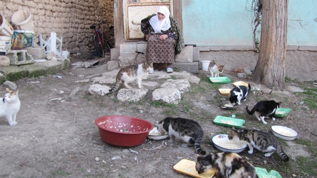 Kütahya'da 60 yıldır sokak kedilerine bakıyor