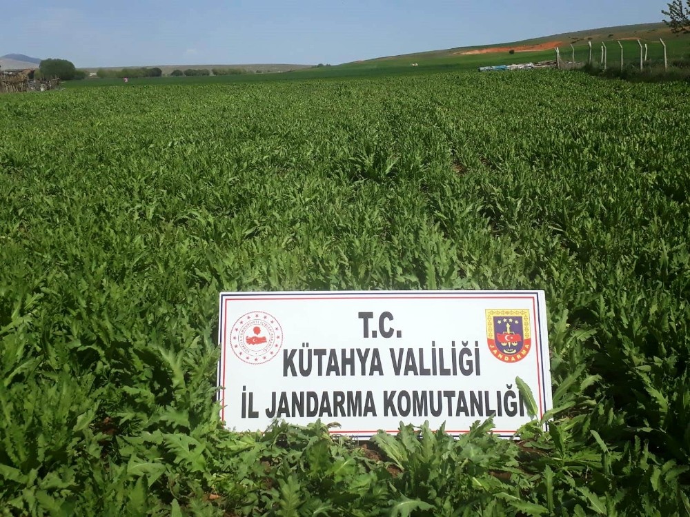 Kütahya’da 624 bin 440 kök kaçak ekilmiş haşhaş bitkisi ele geçirildi 