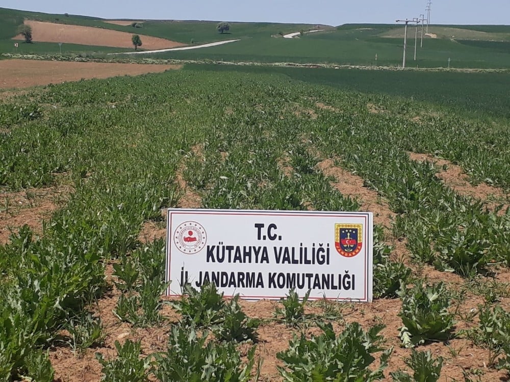 Kütahya’da 69 bin kök kaçak ekilmiş haşhaş bitkisi ele geçirildi 