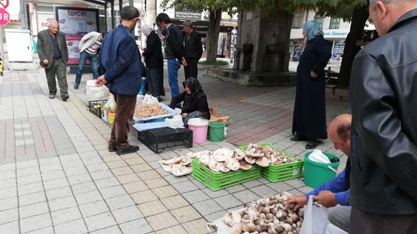 Kütahya'da bu mantara talep yağıyor!