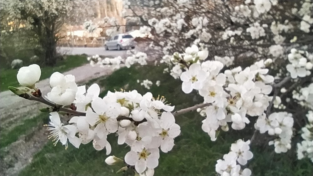 Kütahya’da erik ve baden ağaçları çiçek açtı 