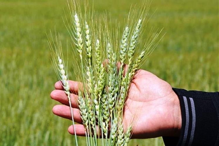 Kütahya’da hububat hastalık ve zararlılarla mücadele 