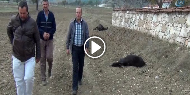Kütahya'da korkunç vahşet!
