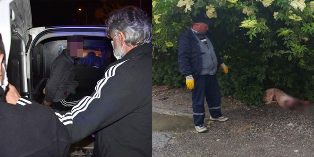 Sokak köpeğini vurarak öldürdü