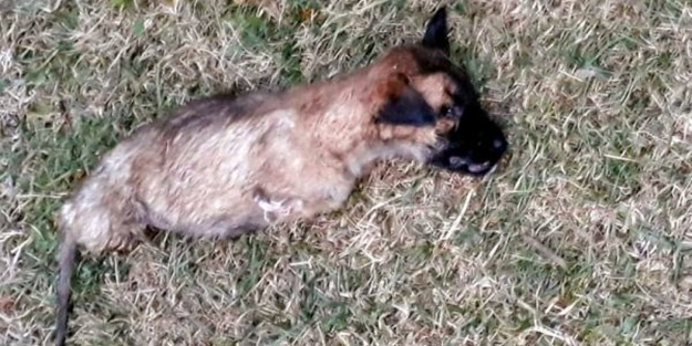 Kütahya’da vahşet! 4 ayağı kesilmiş yavru köpek bulundu