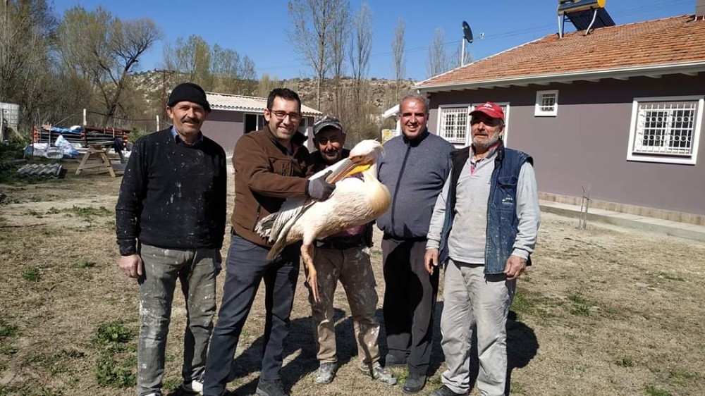 Kütahya’da yaralı pelikan tedavi altına alındı 