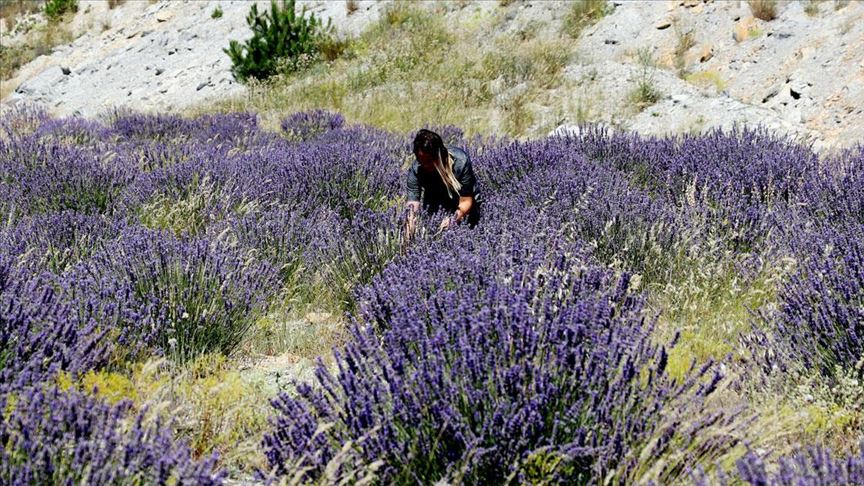 Kütahya'daki eski maden sahasından lavanta kokuları yayılıyor