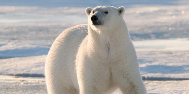 Kutup ayılarının derisinin beyaz değil de aslında siyah olduğunu söylesek! İşte şaşırtan gerçek