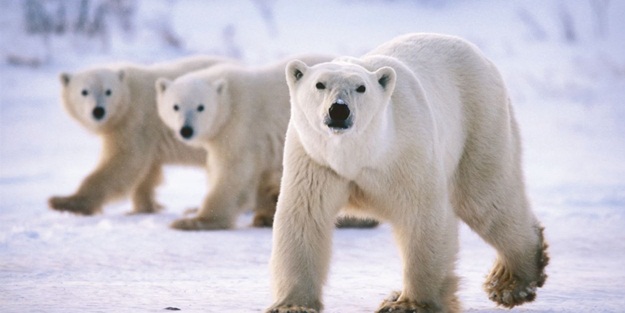 Kutup ayılarıyla bu yüzyıl içinde vedalaşabiliriz