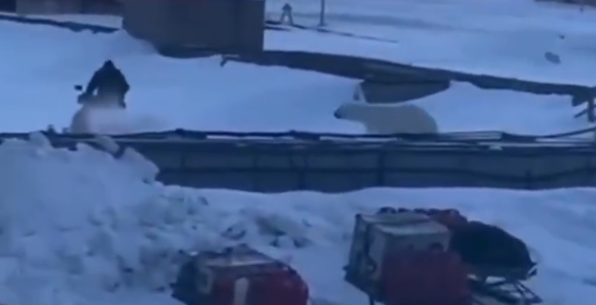 Kutup ayısı dehşeti! Türk vatandaşı Svalbard'da ölümden döndü