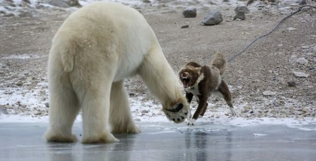 Kutup ayısına böyle meydan okudu