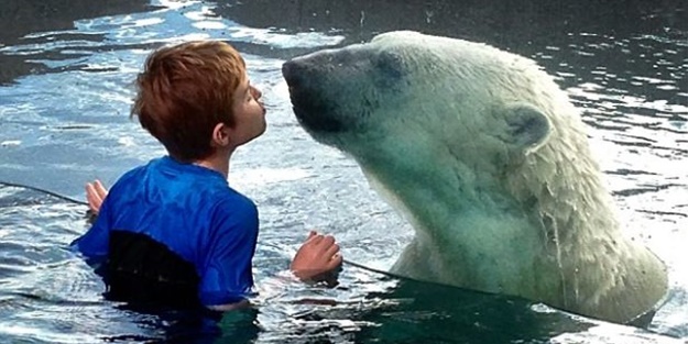 Kutup ayısıyla aynı havuzda yüzdüler