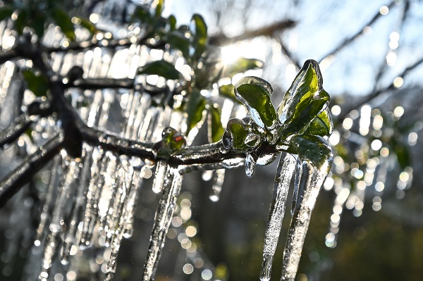 Kutup soğukları İtalya'yı vurdu! Meyve ağaçları bu yöntemle korunuyor