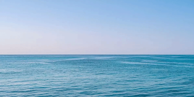 Kutuplara doğru göç ediyorlar! Tehlikeli artış etkili oldu