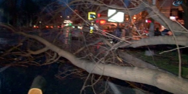 Kuvvetli lodos ağaçları devirdi