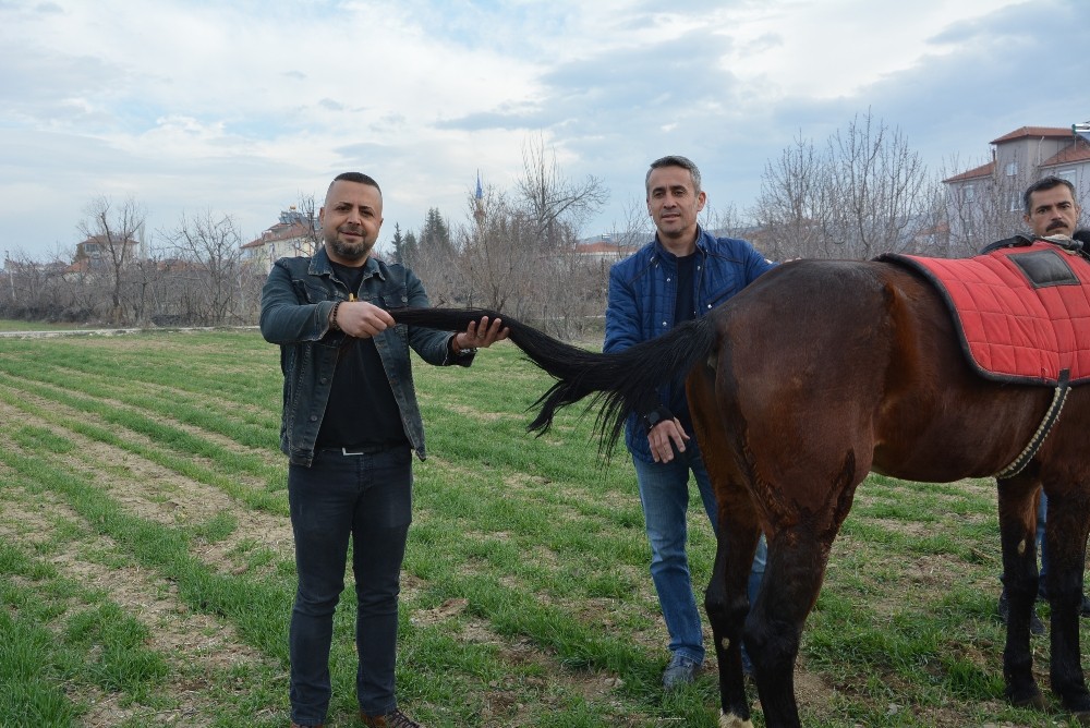 Kuyruğu kopan at için 2 buçuk saatlik yeni kuyruk operasyonu 
