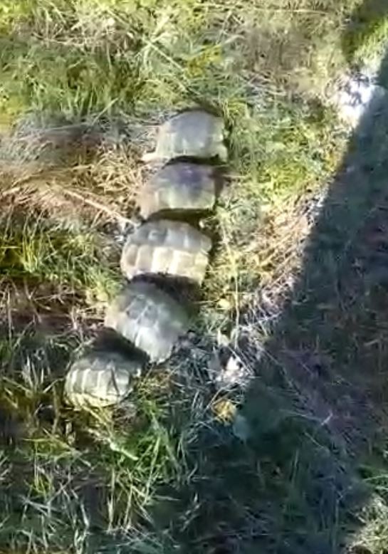 Kuyuda mahsur kalan kaplumbağaların yardımına itfaiye koştu 