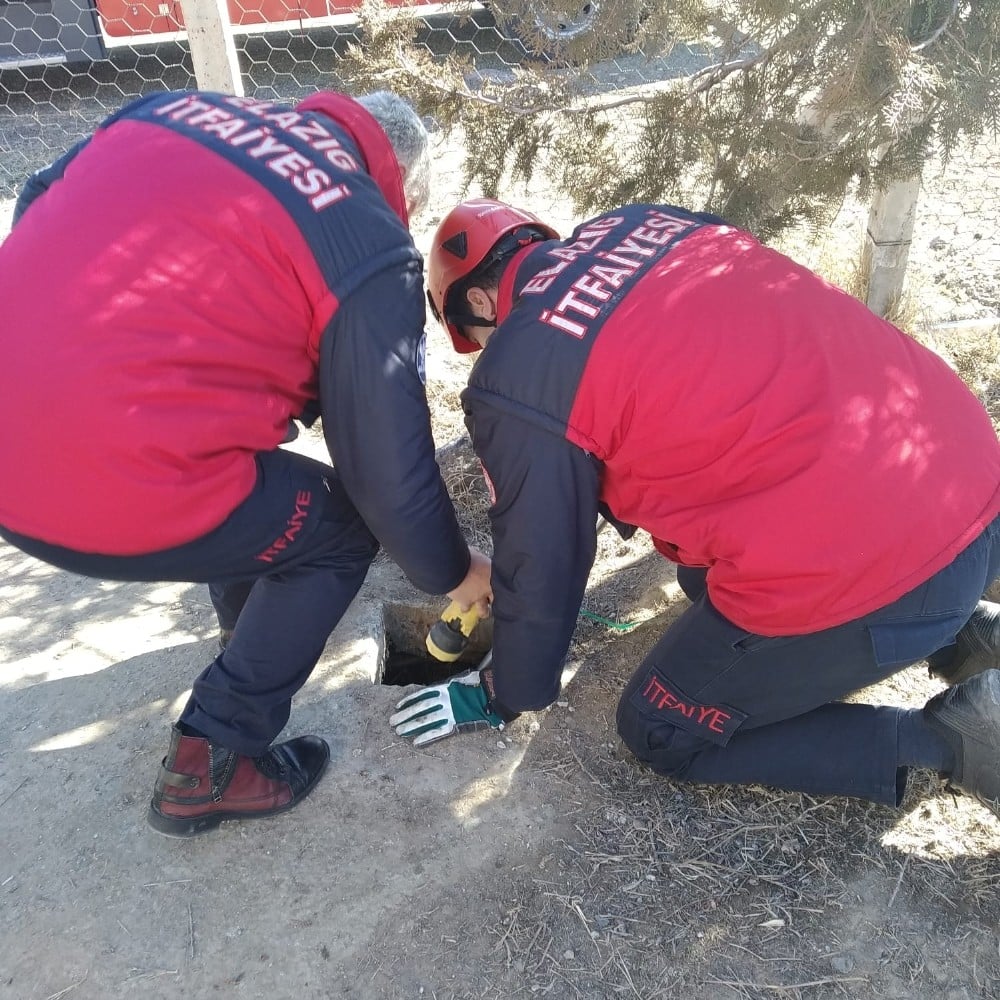 Kuyuda mahsur kalan yavru köpekler kurtarıldı 