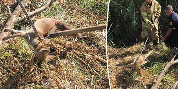 Kuyuda yaralı halde bulunan tilki, kurtarılarak tedavi altına alındı