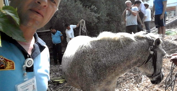 Kuyuya düşen at itfaiye ekipleri tarafından kurtarıldı
