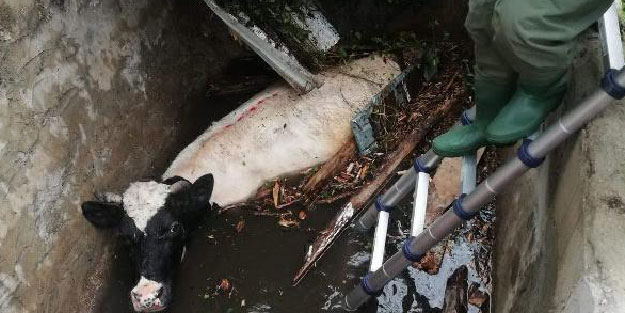 Kuyuya düşen ineği itfaiye kurtardı