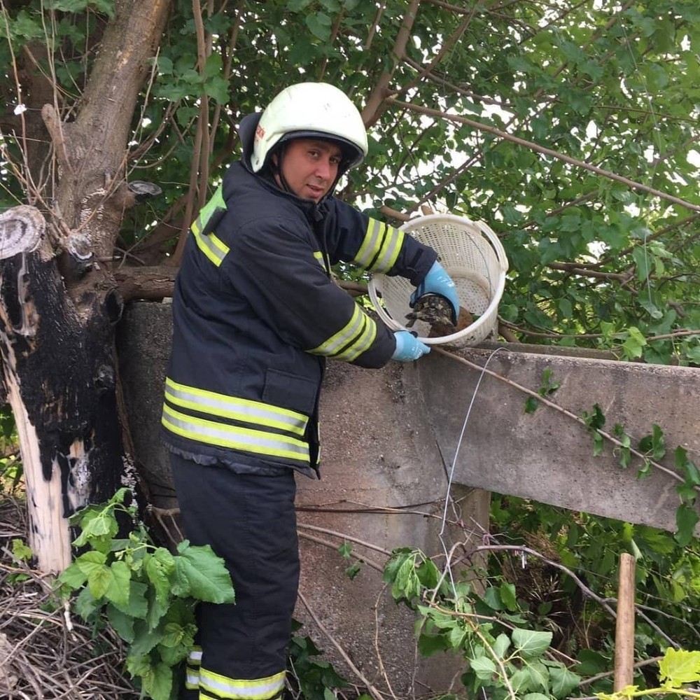 Kuyuya düşen kaplumbağalar için kurtarma operasyonu 