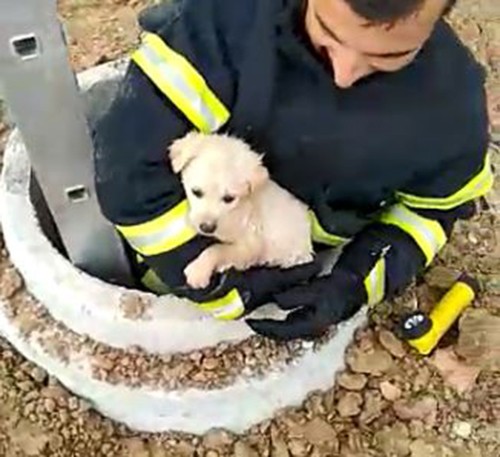 Kuyuya köpeği itfaiye kurtardı, o anlara kameraya yansıdı 