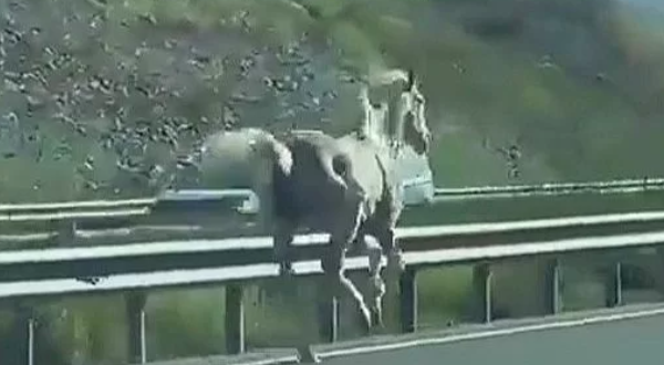 Kuzey Marmara Otoyolu'nda başıboş koşan at, sürücüleri şaşırttı