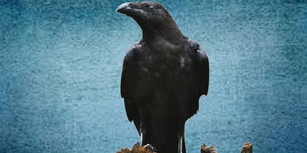 Kuzgun nedir anlamı ne? Kuzgun nasıl bir kuştur?