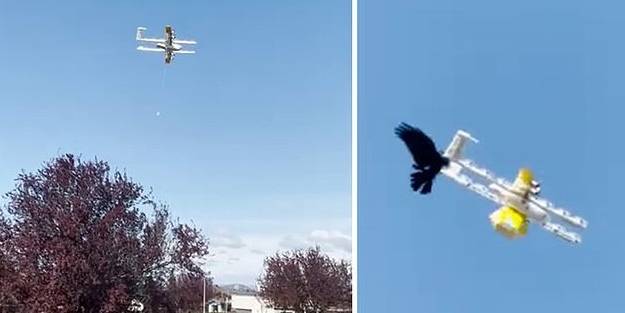Kuzgunlar, kargo drone servisini etkisiz hale getirdi!