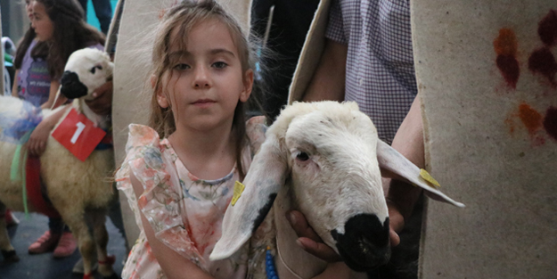 Kuzu ve buzağı güzellik yarışmasında renkli görüntüler!