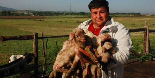 Bir defada 5 kuzu doğurdu