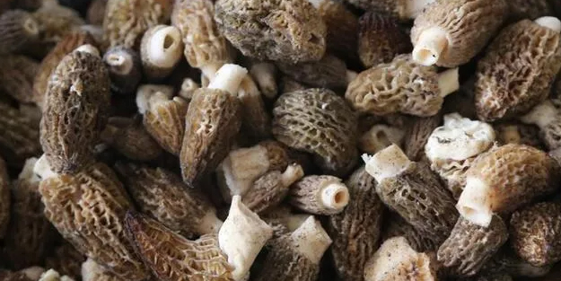 Kuzugöbeği mantarı nedir, faydaları nelerdir? Konya’da kuzugöbeğinin kilosu 350 lira