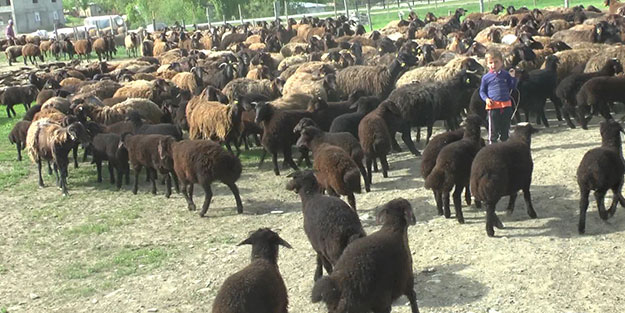 Kuzuların annelerine kavuştuğu renkli anlar kameraya yansıdı