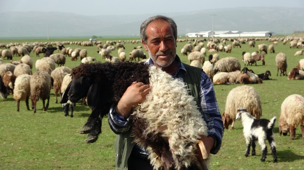 Kuzuların anneleriyle renkli buluşması 